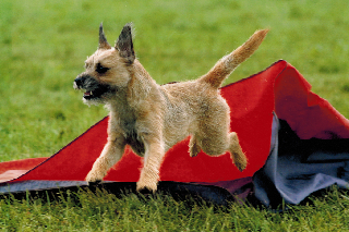 Dizzy chute 320X213 Dizzy chute 320X213