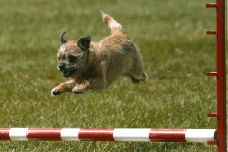 Django jumping 320X213 Django jumping 320X213