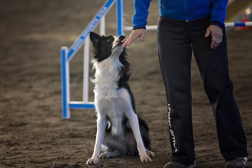 Home-Sylvie Fefer & Lulu agility connection Sylvie Fefer & Lulu connecting at the start line at a dog agility trial