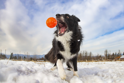 Zappa catching a ball because toy play is important in dog agility training